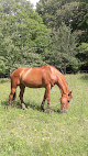 Centre Equestre Perche Réno La Chapelle-Montligeon