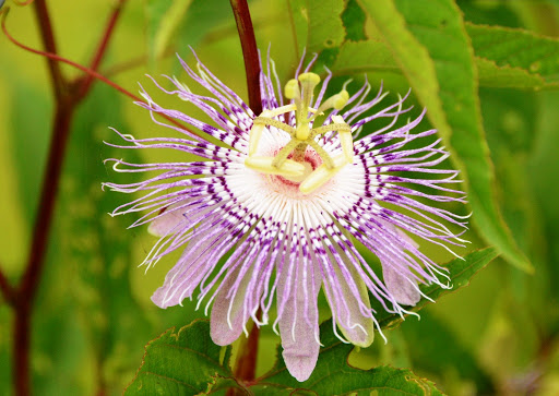 Nature Preserve «Elk and Bison Prairie», reviews and photos, Elk & Bison Prairie Rd, Golden Pond, KY 42211, USA