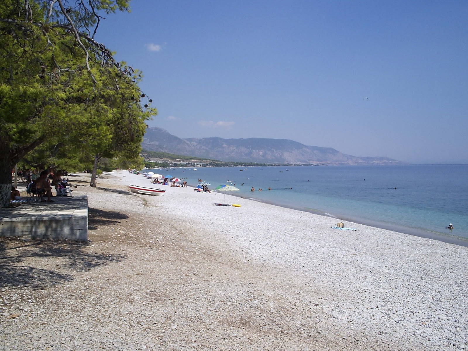 Foto de Pine trees beach con pequeños guijarros grises superficie