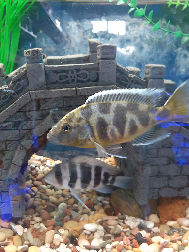 Pet Supply Store «Pet Station Jackson», reviews and photos, 1617 E Michigan Ave, Jackson, MI 49202, USA