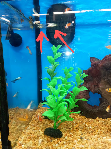 Pet Supply Store «Petco Animal Supplies», reviews and photos, 3637 2700 W, West Valley City, UT 84119, USA