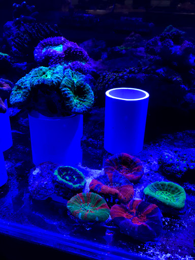 Aquarium «Aquatic Jewels», reviews and photos, 2141 Stirling Rd, Fort Lauderdale, FL 33312, USA