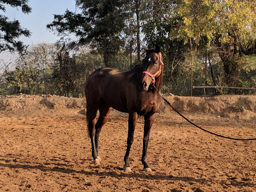 Horse riding in Jaipur