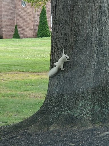 College «Brevard College», reviews and photos