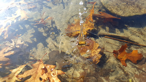 Nature Preserve «Asylum Lake Preserve», reviews and photos, 3836 S Drake Rd, Kalamazoo, MI 49008, USA