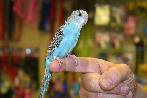 Pet Supply Store «Pet World», reviews and photos, 6527 Centralia Rd, Chesterfield, VA 23832, USA