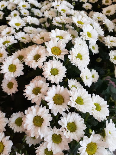 Grocery Store «Schnucks», reviews and photos, 3100 Madison Ave, Granite City, IL 62040, USA