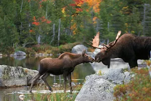 Moose Prints Gallery and Gifts image