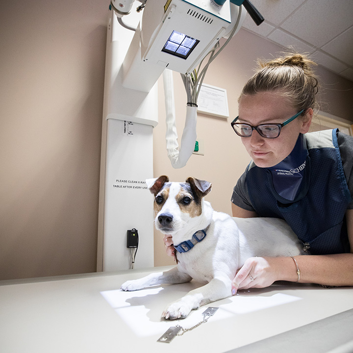 Boston Veterinary Clinic