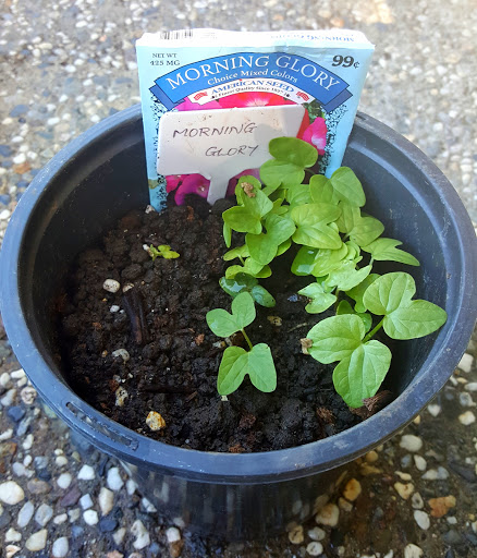 Dollar Store «Dollar Tree», reviews and photos, 1350 S Park Victoria Dr #10, Milpitas, CA 95035, USA