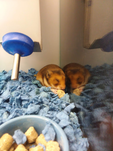 Pet Supply Store «Petco Animal Supplies», reviews and photos, 1201 E Washington Ave, Union Gap, WA 98903, USA