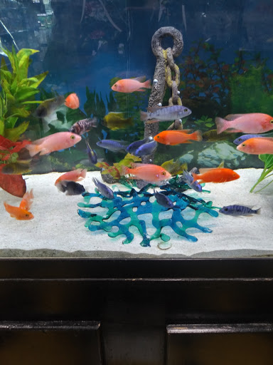 Pet Store «Brooklyn Zoo & Aquarium Pet Store», reviews and photos, 2377 Ralph Ave, Brooklyn, NY 11234, USA