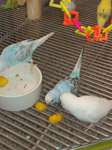 Pet Supply Store «Petco Animal Supplies», reviews and photos, 244 Pioneer Trail, Chaska, MN 55318, USA