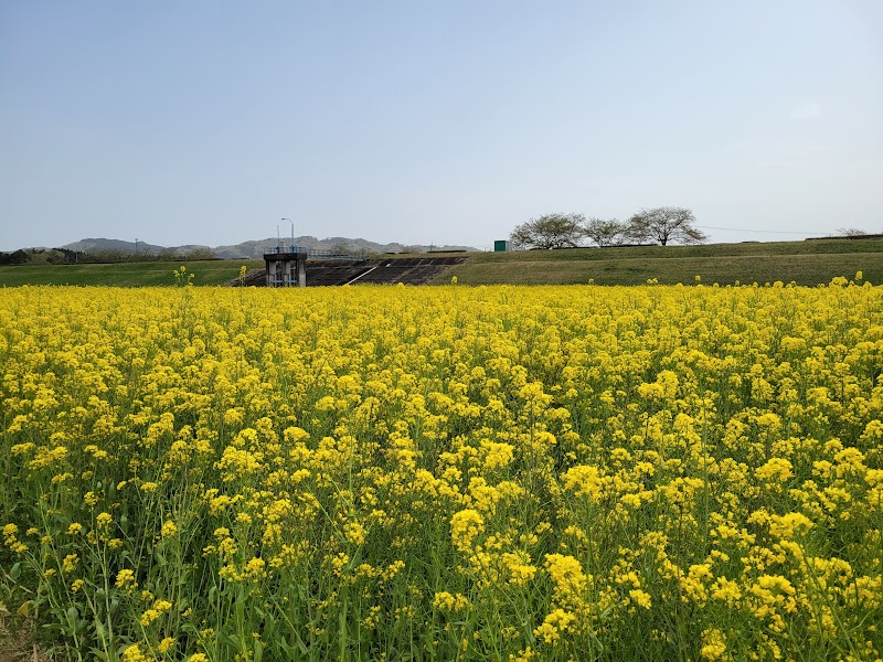 かくだ菜の花まつり会場