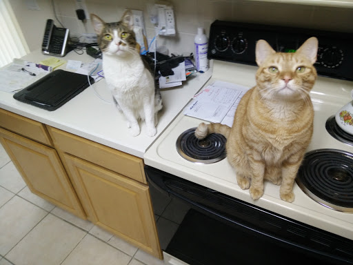 Pet Supply Store «PetSmart», reviews and photos, 1115 Vidina Pl, Oviedo, FL 32765, USA