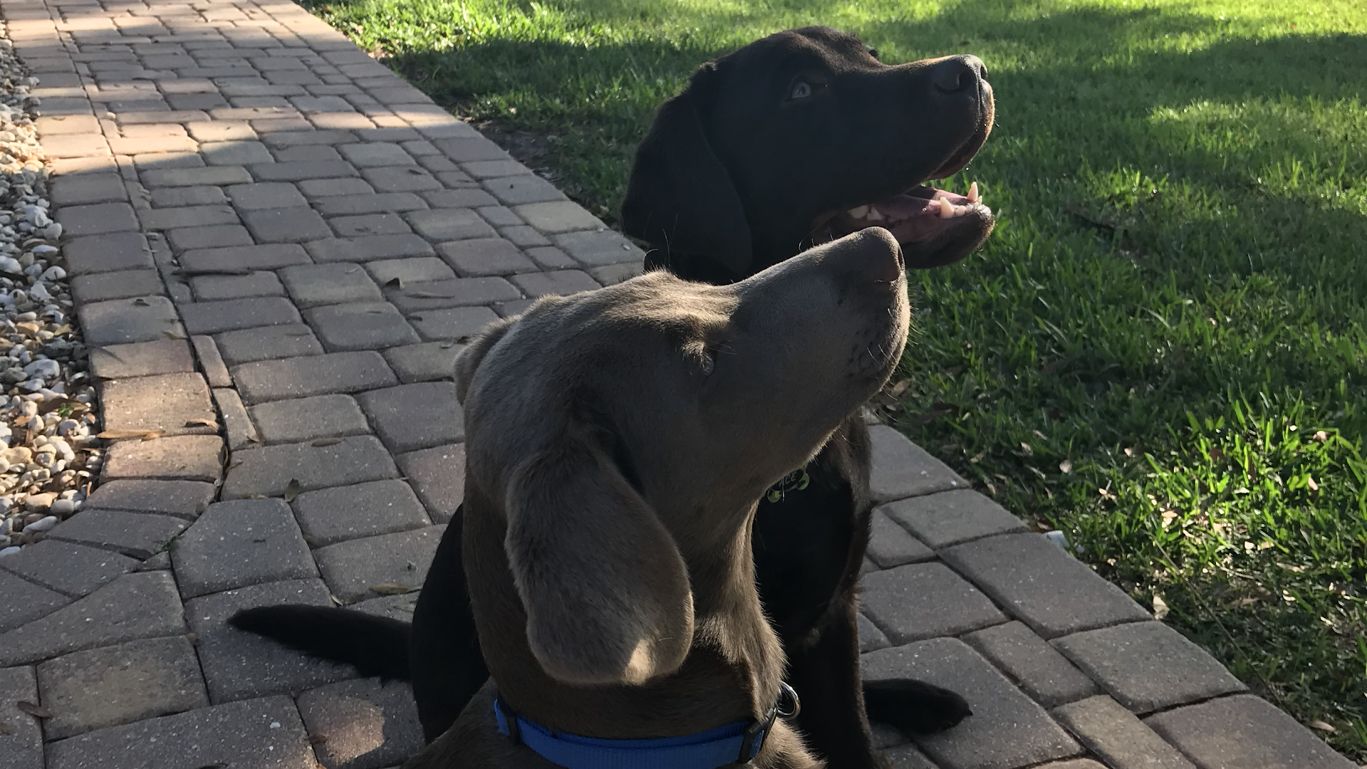 B Paws-Itive Pet Dog Training