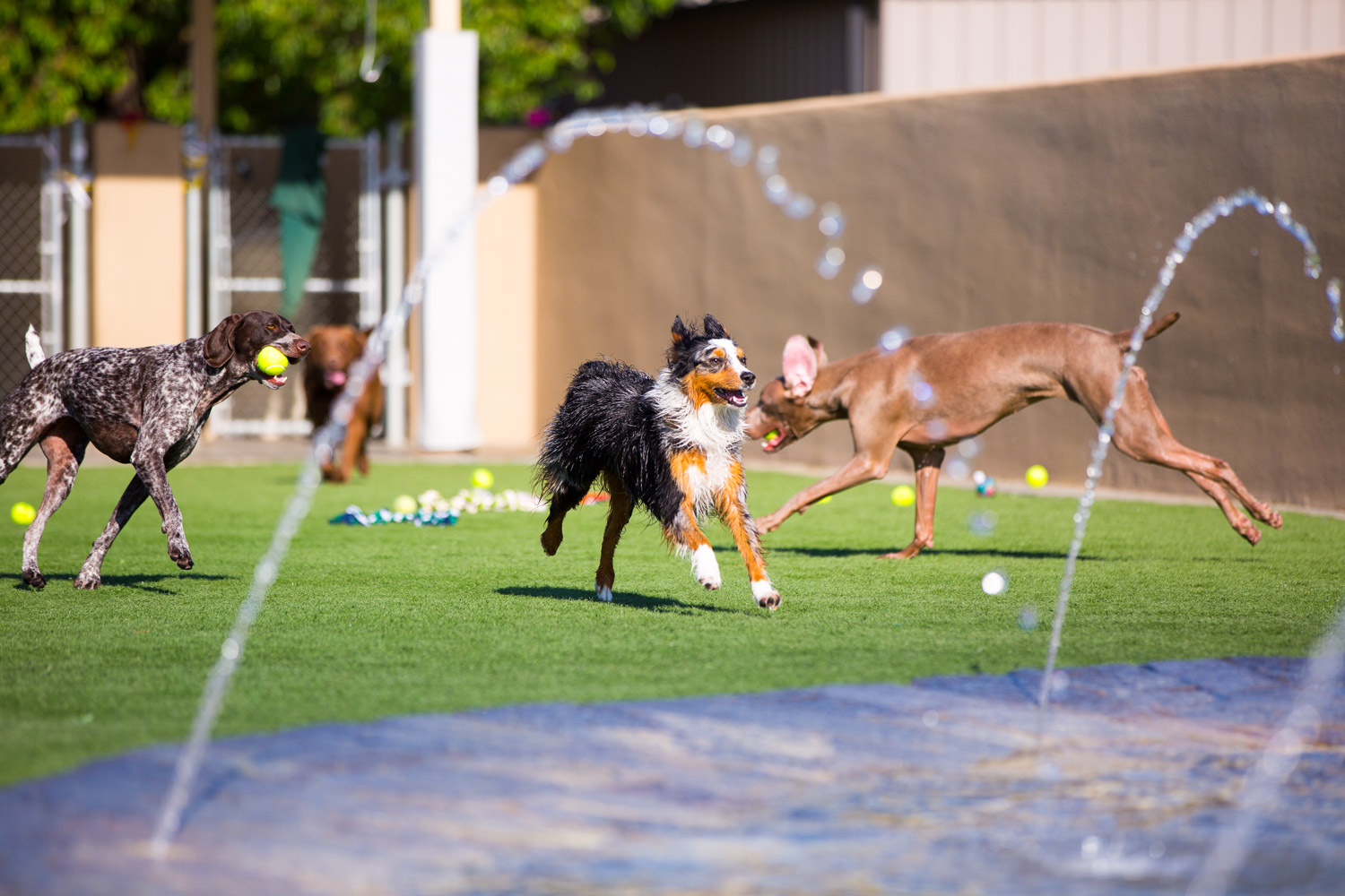 Dog's Day Inn Pet Resort