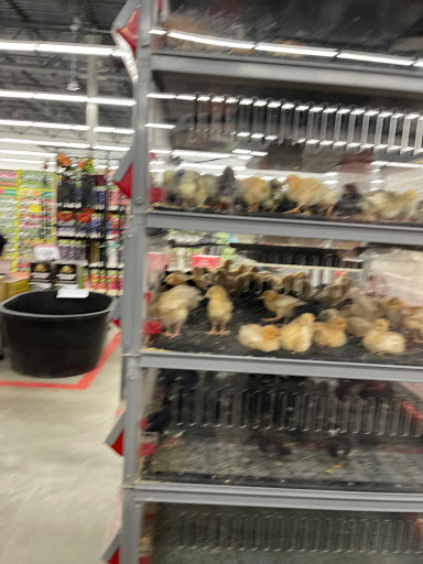 Home Improvement Store «Tractor Supply Co.», reviews and photos, 240 Willow Ave, Honesdale, PA 18431, USA