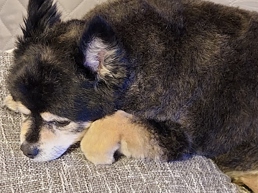 Pet Supply Store «Petco Animal Supplies», reviews and photos, 2807 Wilma Rudolph Blvd, Clarksville, TN 37040, USA