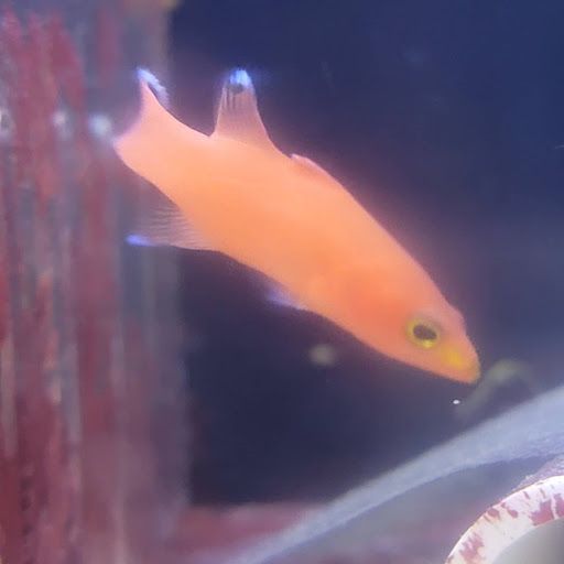 Pet Store «Movie Vault & PETropoliS live», reviews and photos, 1296 Anderson City Rd, Lawrenceburg, KY 40342, USA