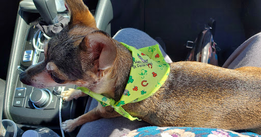 Animal Medical Center of Corona image