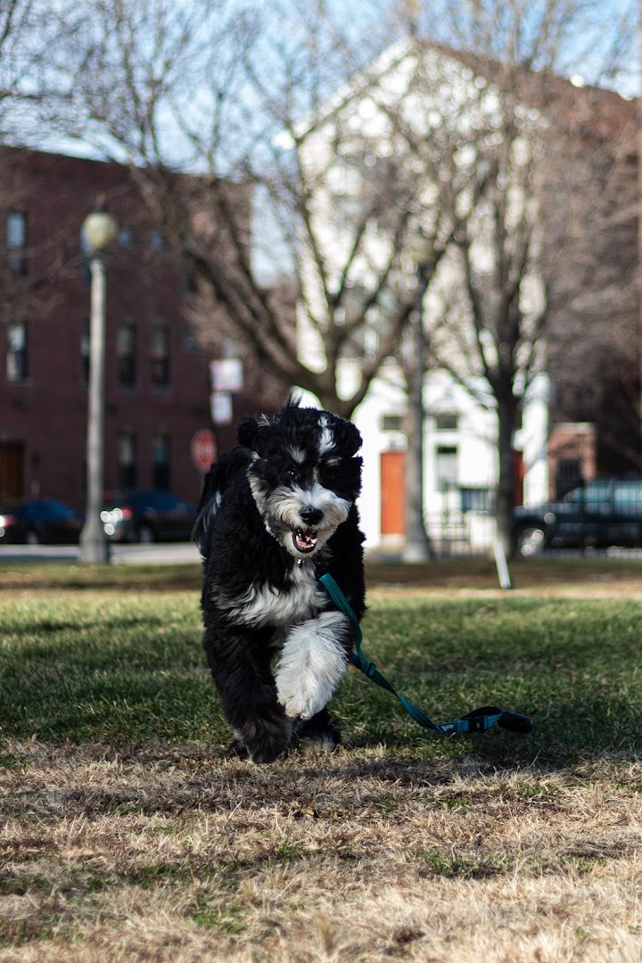 Mr. Zoomies