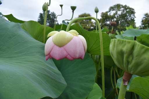 Shopping Mall «Deer Creek Shopping Center», reviews and photos, 3200 Laclede Station Rd, Maplewood, MO 63143, USA