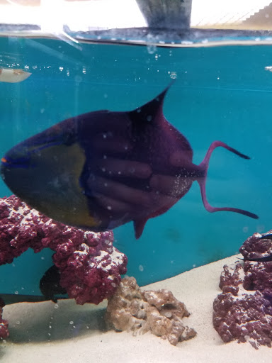 Aquarium «1st Class Aquarium», reviews and photos, 1167 Bay St, Staten Island, NY 10305, USA