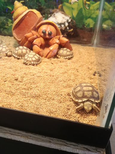 Pet Store «Forever Pets Inc», reviews and photos, 1030 Basse Rd, San Antonio, TX 78212, USA