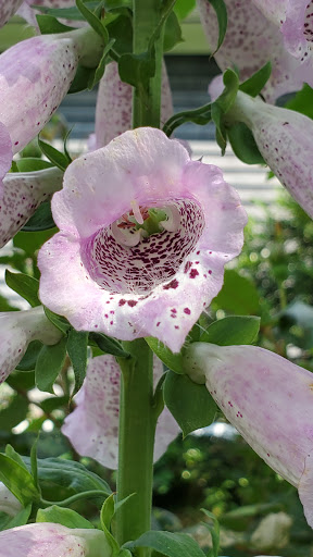 Farm «Blooming Hill Lavender Farm», reviews and photos, 19929 Telegraph Springs Rd, Purcellville, VA 20132, USA