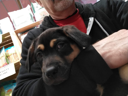 Pet Supply Store «Chew On This – A Bentley’s Pet Stuff Company», reviews and photos, 21 Ash St, Frankfort, IL 60423, USA