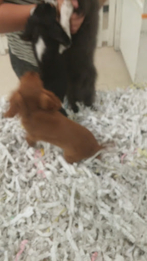 Pet Store «The Puppy Store», reviews and photos, 1163 Merrick Ave, Merrick, NY 11566, USA