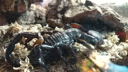 Pet Store «Sand Bar Pet Shop», reviews and photos, 25571 Marguerite Pkwy, Mission Viejo, CA 92692, USA