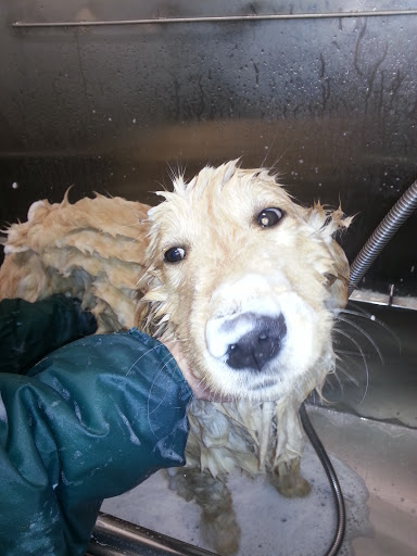 Pet Supply Store «Petco Animal Supplies», reviews and photos, 6015 Stage Rd, Bartlett, TN 38134, USA