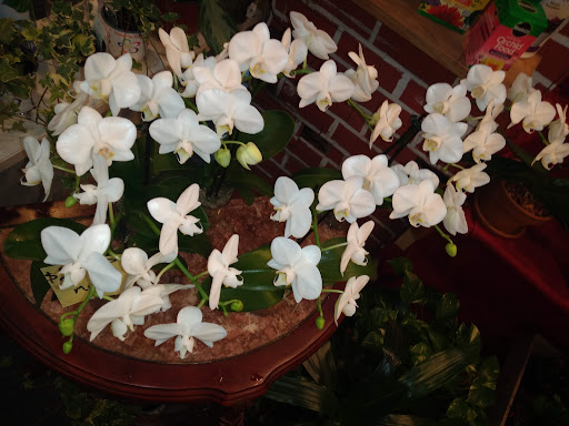 Florist «Sunshine Florist Inc.», reviews and photos, 946 1st Avenue, New York, NY 10022, USA