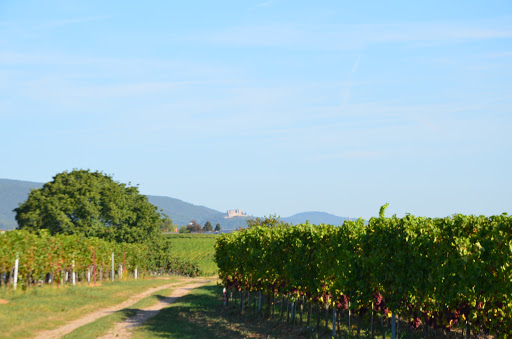 Weingut Werner Anselmann, brothers Anselmann GmbH