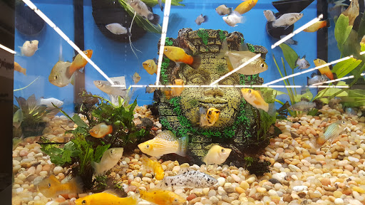 Pet Supply Store «Pet Supplies Plus», reviews and photos, 1810 Declaration Dr, Independence, KY 41051, USA