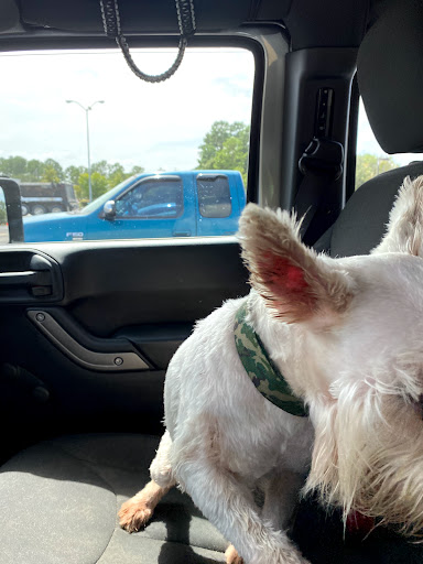 Pet Supply Store «Pet Supplies Plus», reviews and photos, 208 St James Ave, Goose Creek, SC 29445, USA