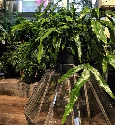 Paraso Plant Studio image