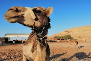 Camel Ranch image