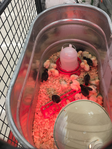 Home Improvement Store «Tractor Supply Co.», reviews and photos, 1212 N Queen St, Martinsburg, WV 25404, USA