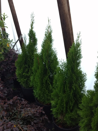 Florist «Dixie Florist», reviews and photos, 5279 Bells Ferry Rd, Acworth, GA 30102, USA