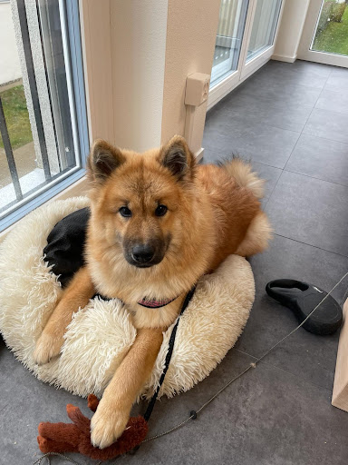 Tierarztpraxis Dr. Ursula und Michael Scheirle unter Friedrichshafen, Baden Württemberg