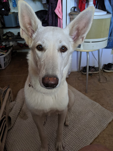 Pet Supply Store «Shoppers Supply», reviews and photos, 1477 Apache Trail, Apache Junction, AZ 85120, USA