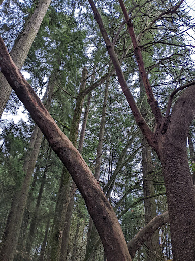 Park «Viewpoint Park», reviews and photos, 134th & NE 24th Street, Bellevue, WA 98005, USA