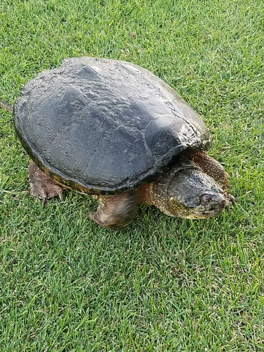 Public Golf Course «Sandy Burr Country Club», reviews and photos, 103 Cochituate Rd, Wayland, MA 01778, USA