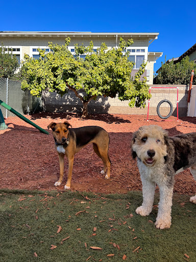 Hot Dog On A Leash image