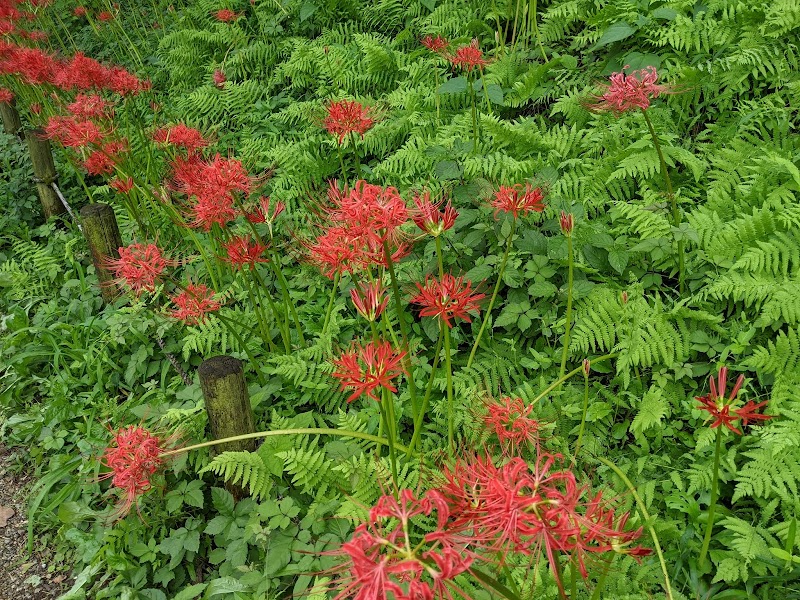 泉の森 神奈川県大和市上草柳 公園 公園 グルコミ
