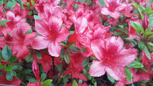 Park «Arnold Park», reviews and photos, 4155 SW 182nd Ave, Aloha, OR 97007, USA