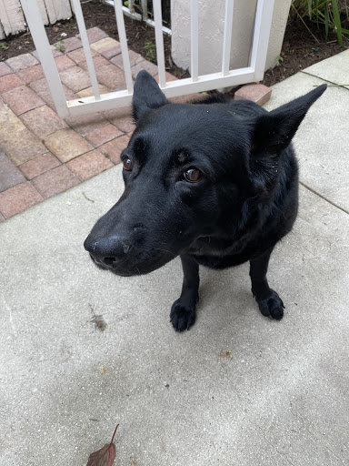 Pet Supply Store «Petco Animal Supplies», reviews and photos, 15895 Pines Blvd, Pembroke Pines, FL 33028, USA